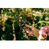 Профессиональный садовый секатор Fiskars P90 111960