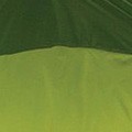 Rainforest green